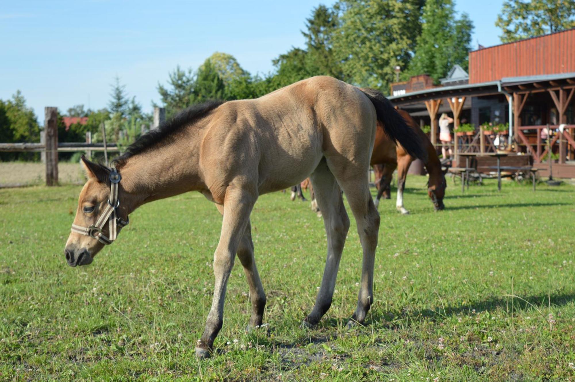 Bubla City Ranch Kopřivnice Exteriör bild